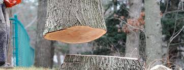 How Our Tree Care Process Works  in  South Pottstown, PA